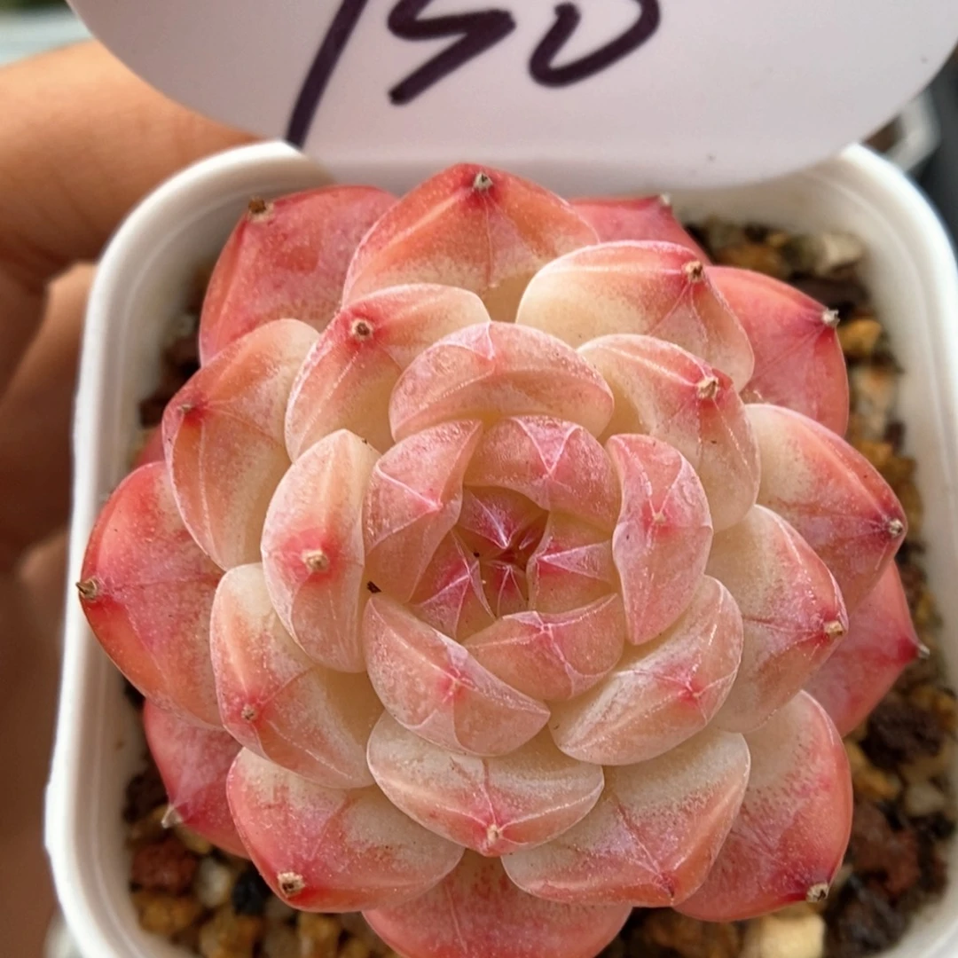 美心优选可拍930号。