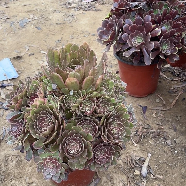 多肉植物法师半夏19
