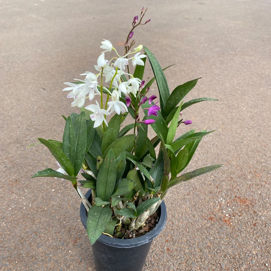 双色大明石斛兰盆栽室内外好养混种石斛多年生阳台客厅粉白石斛花