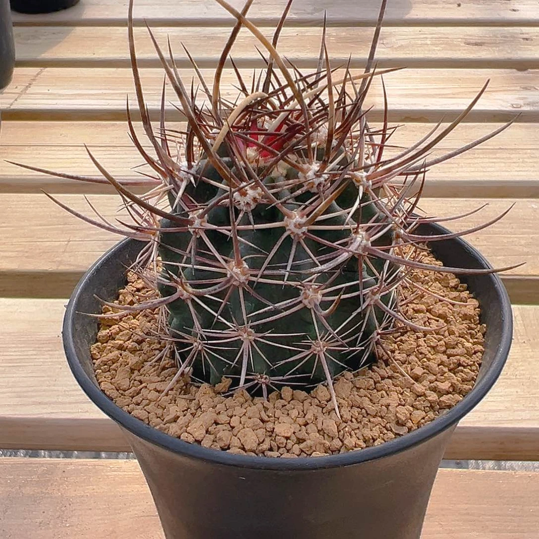 林氏幻虾实生6.4厘米