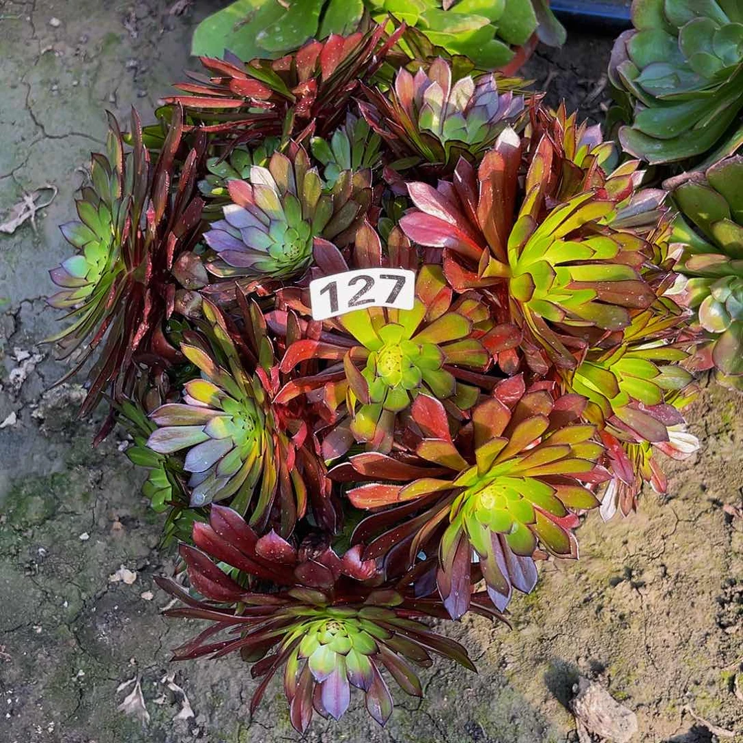 法师法师13–8包邮法师