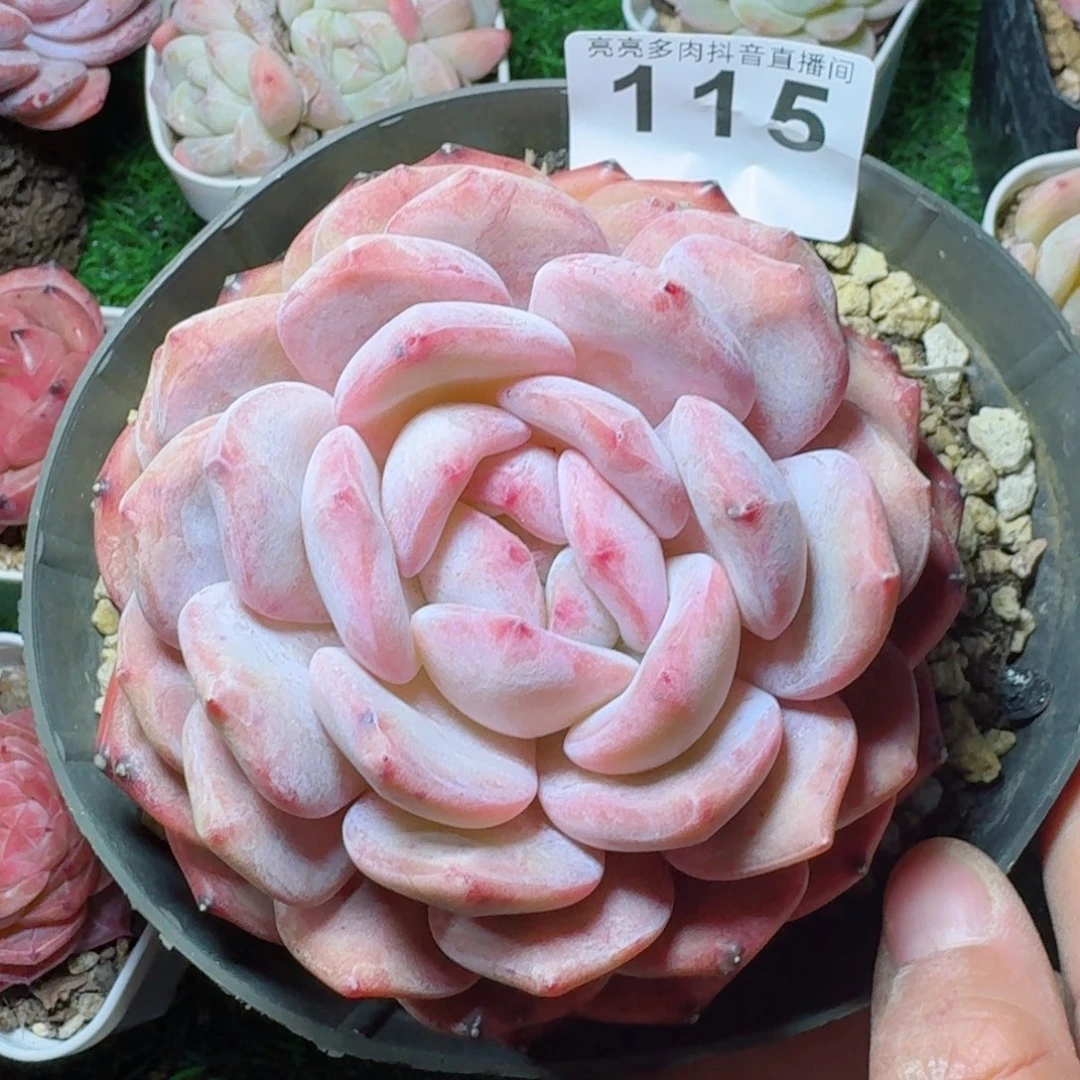 橙梦露         精品多肉