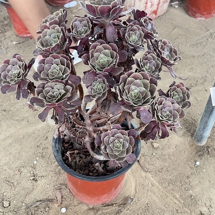 欧紫玫瑰玫瑰玫瑰