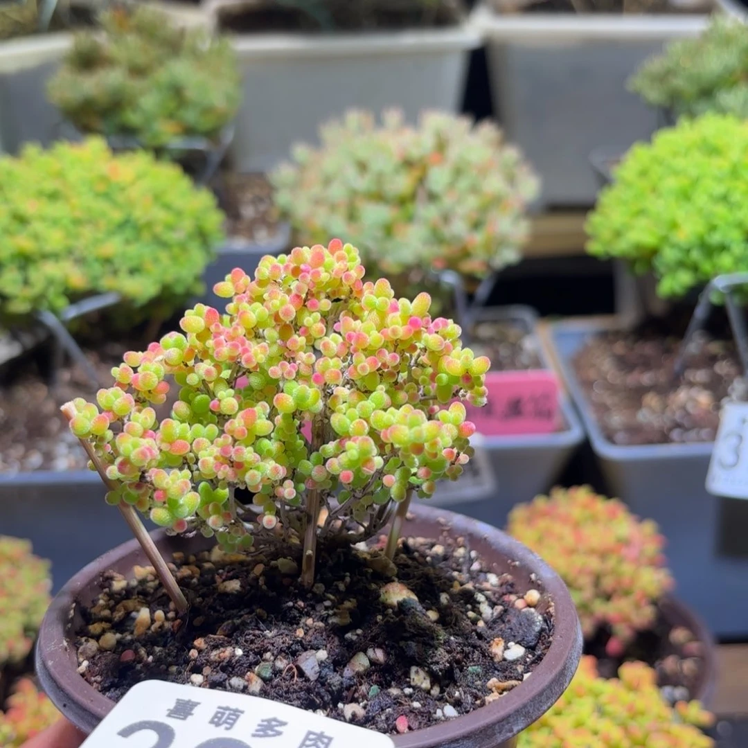 枝干番杏密橘糖球397