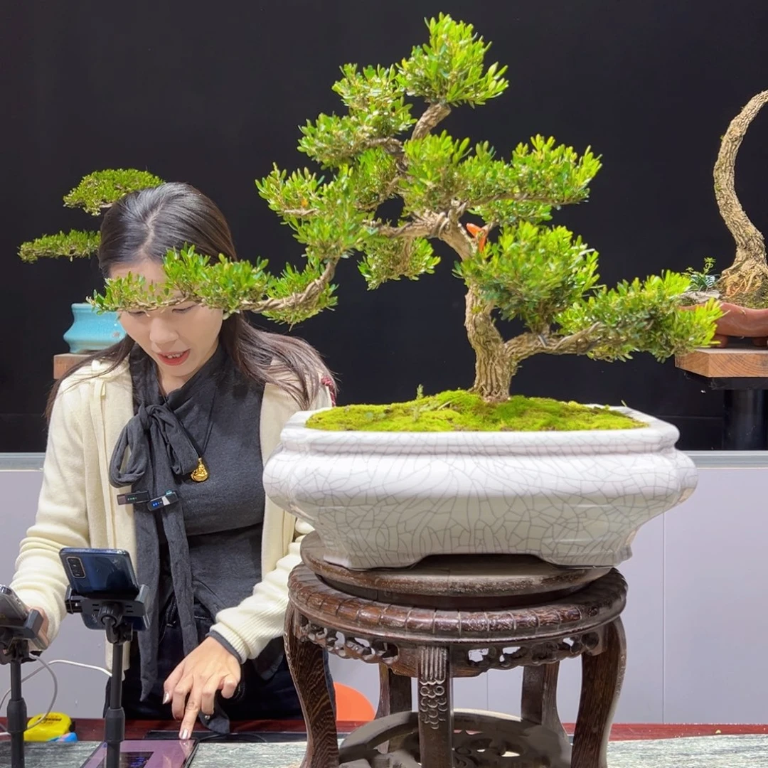 四季常青老桩黄杨盆景