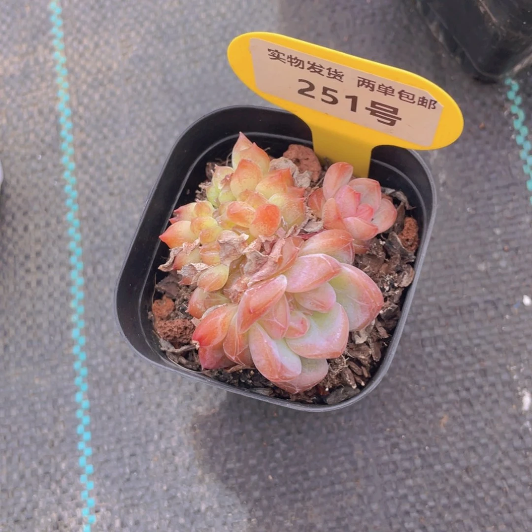 251号 龙头糖心珍妮琥珀缀