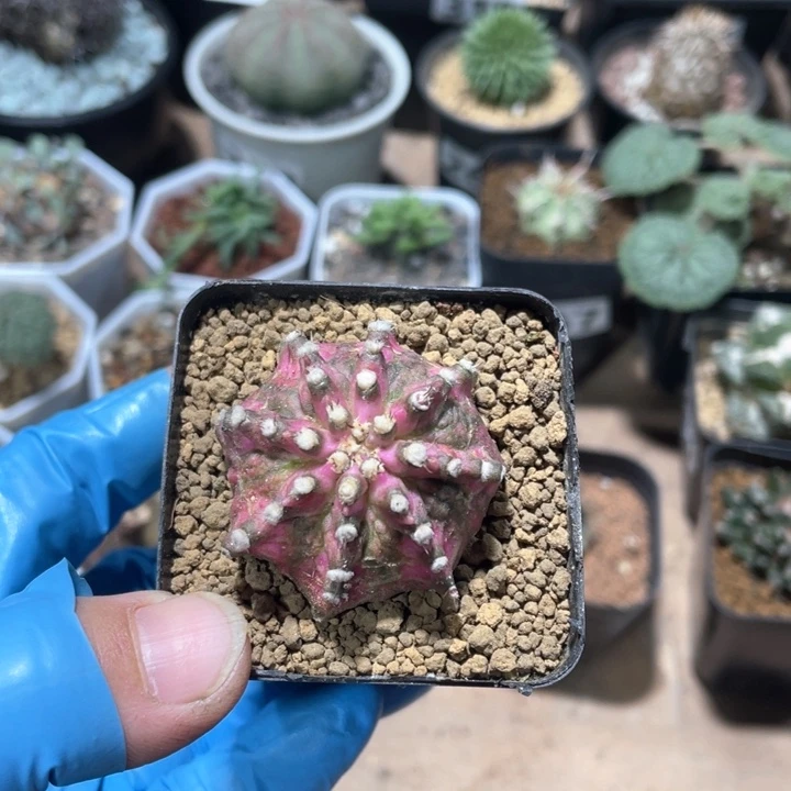 392粉钻牡丹仙人球