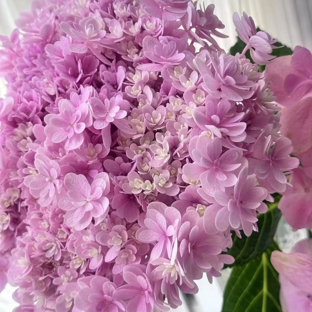 小老虎花卉绣球花盆栽佳澄庭院阳台花卉植物喜水易养护