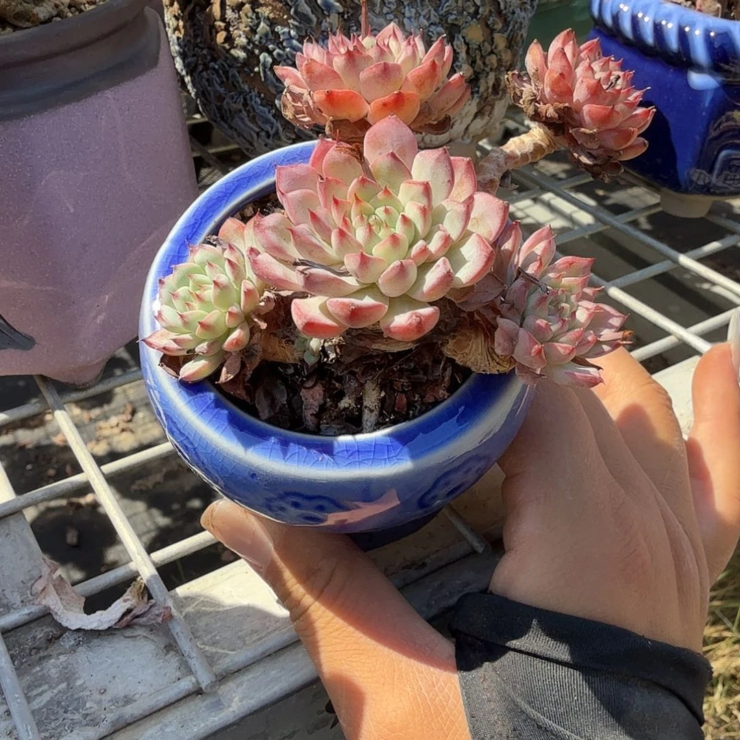 蓝吉莲带盆多肉植物