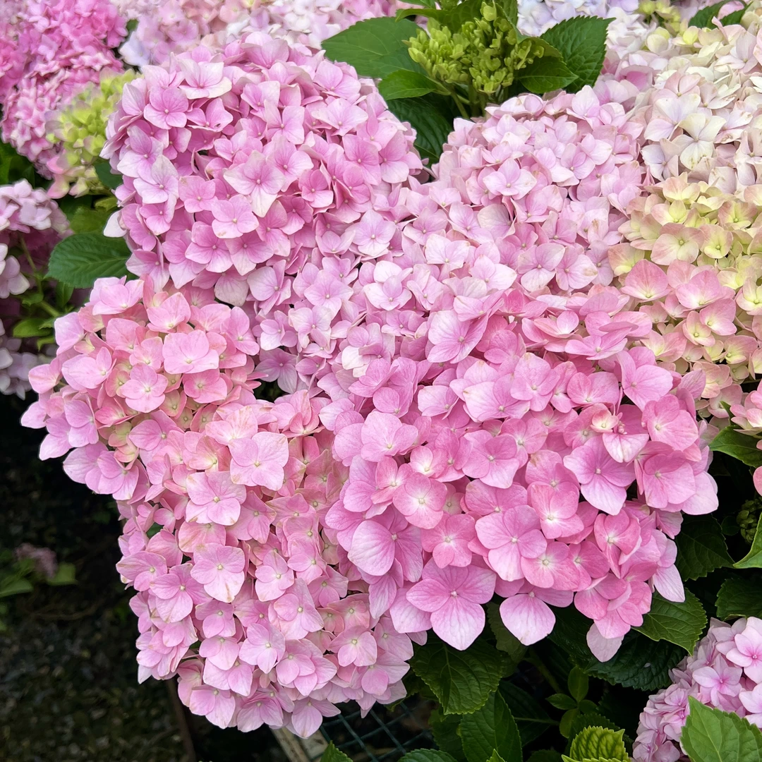 大海兰绣球花【两加仑】栽庭院阳台新手易养护喜水植物
