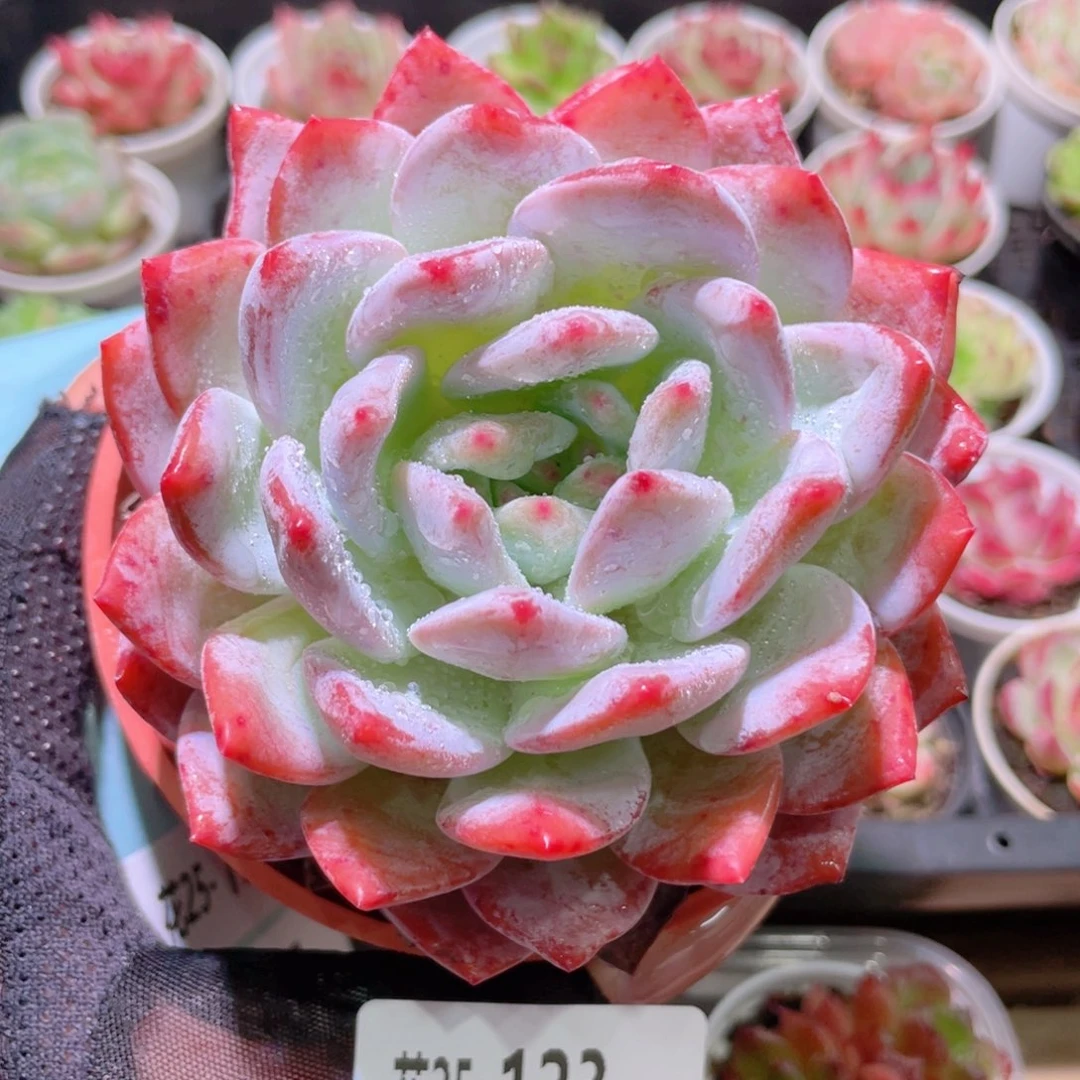 花利美25-123橙梦露