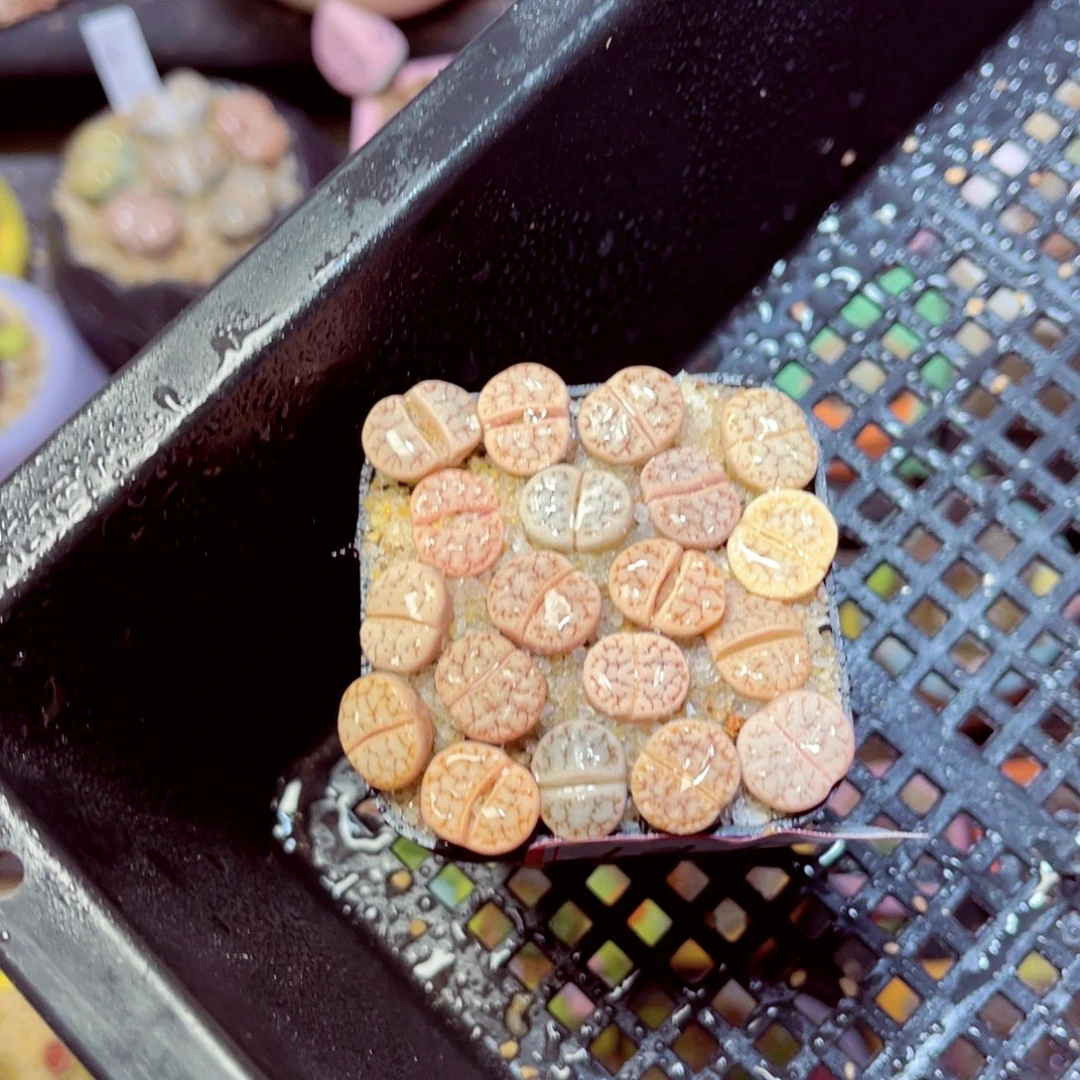 195生石花带盆发1