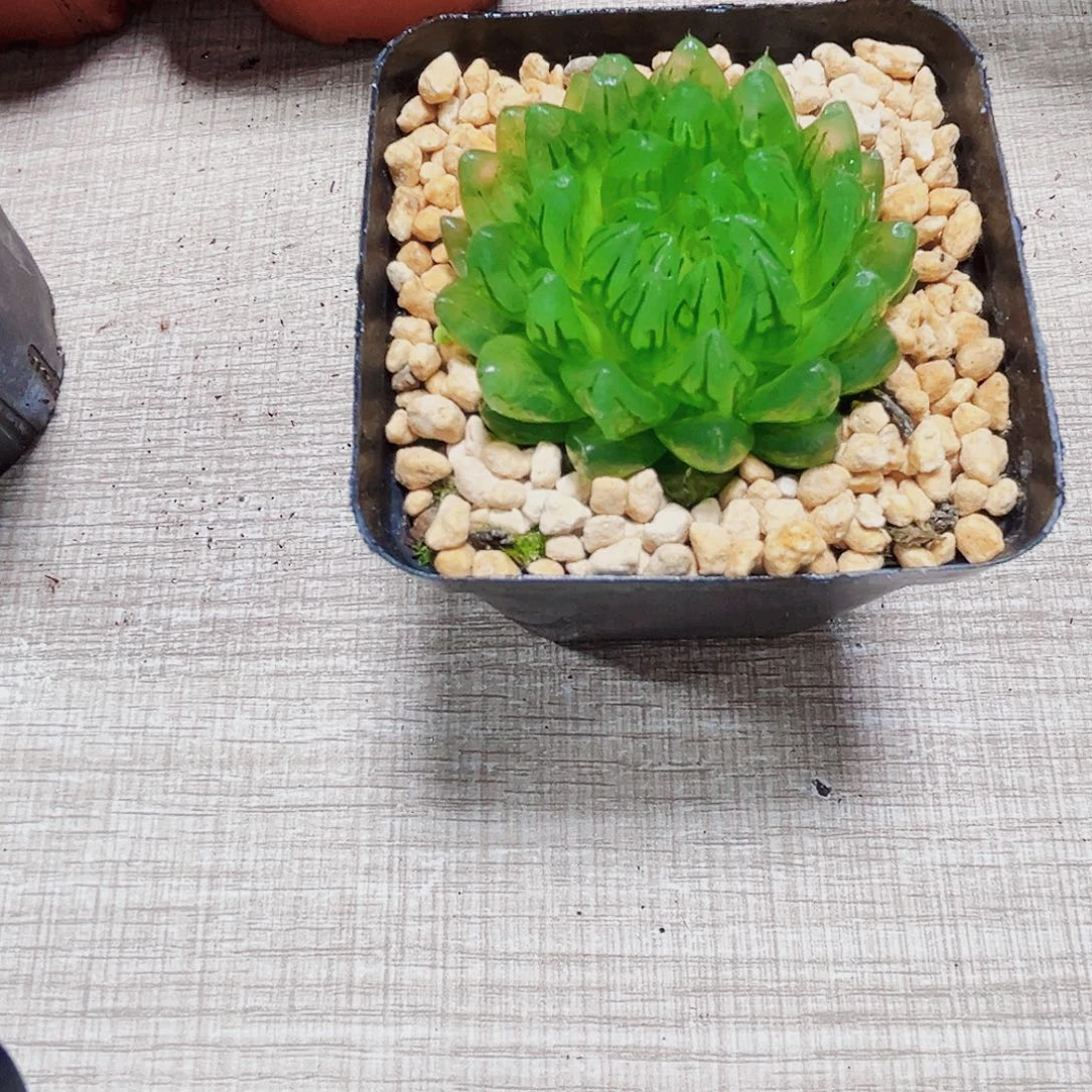 蝉翼玉露多肉植物66666