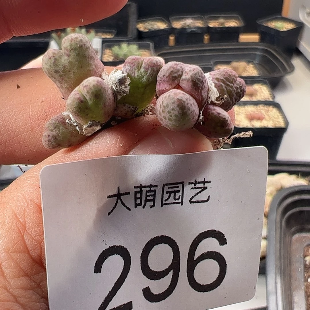 一物一拍园艺955D斑马296