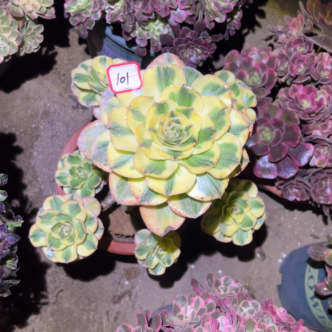 101多肉植物燕姿锦
