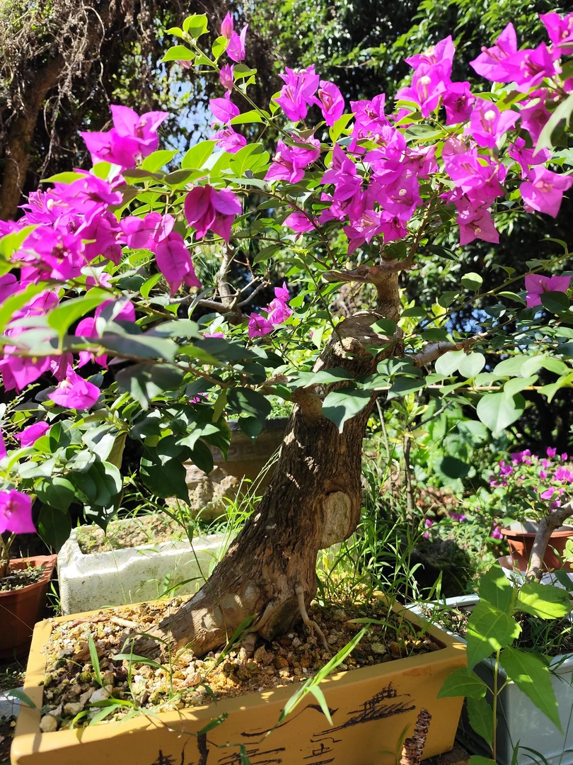 三角梅，一物一拍