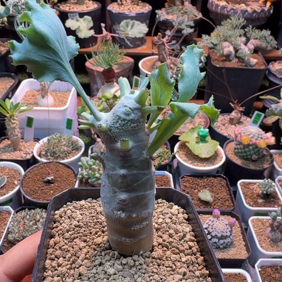 雷鹿厚墩菊628 仙人球