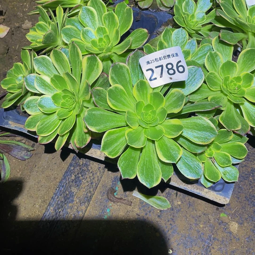 2786黄金万两多肉植物