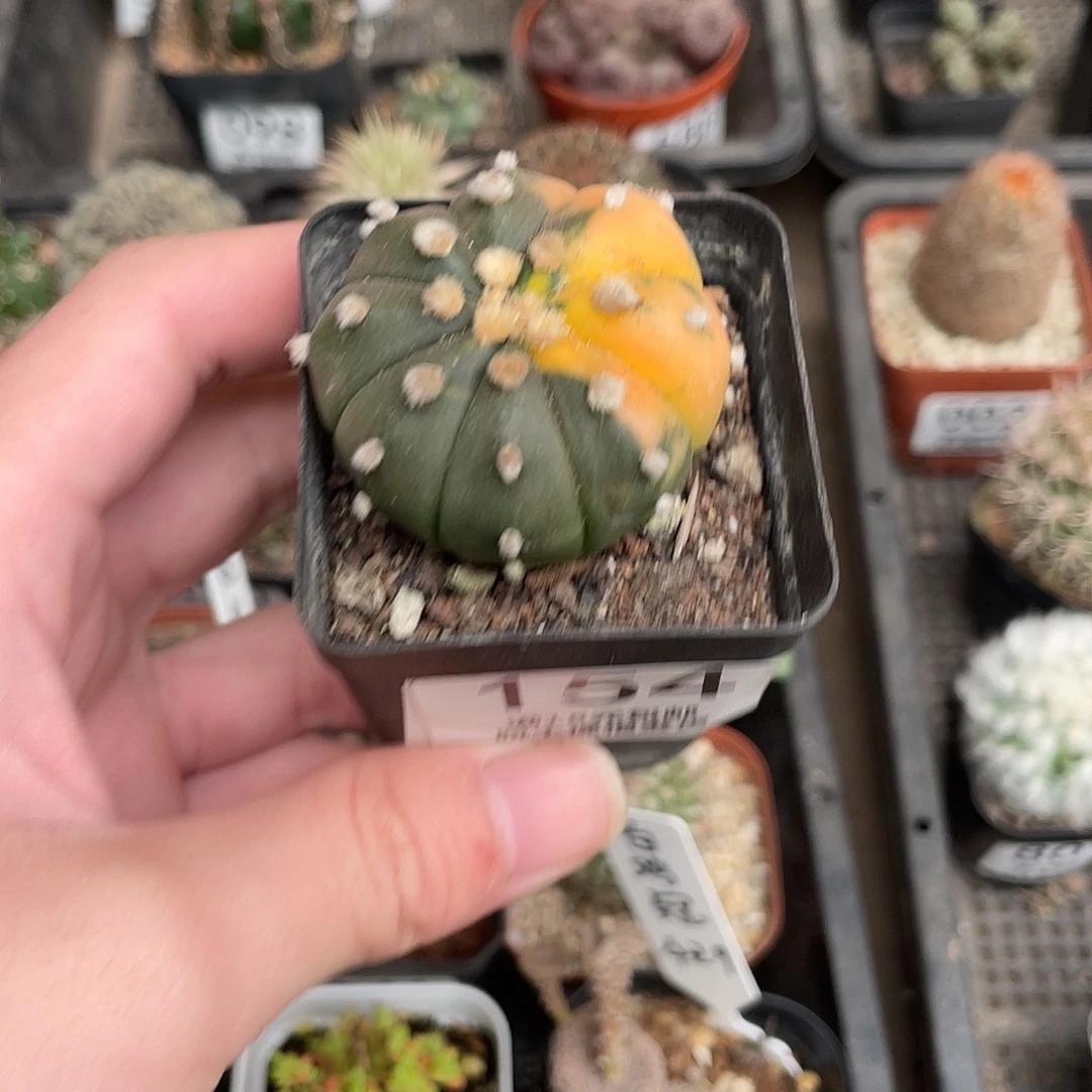 154兜锦（满18包邮）