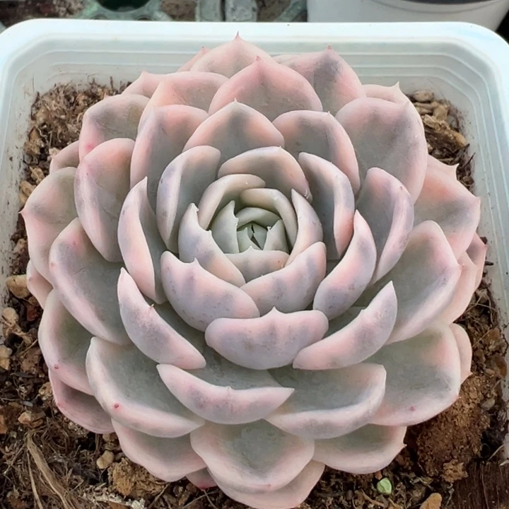 墨西哥雪球锦一物一拍