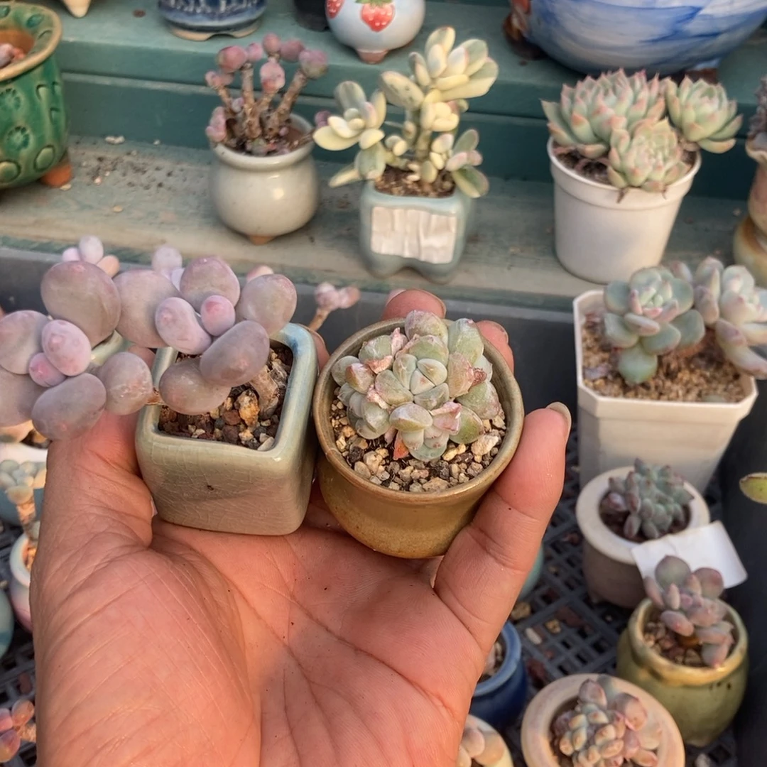 Y***ˊ冰玉蛋黄奶酪2颗带盆