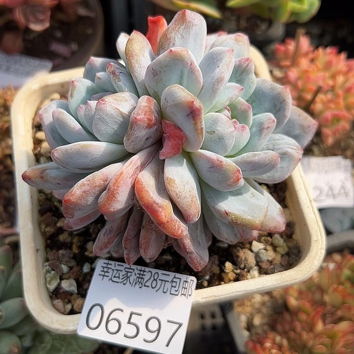 幸运的人会遇到你喜欢你