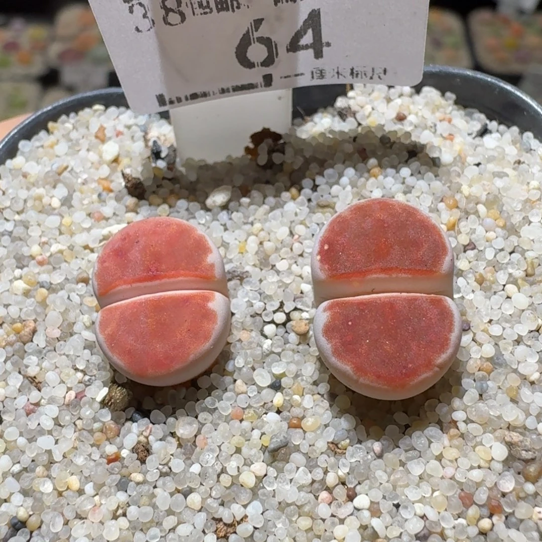 Sss清仓便宜出了64