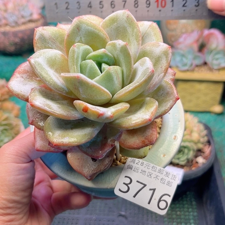 大3716:？zvxhghjhjh