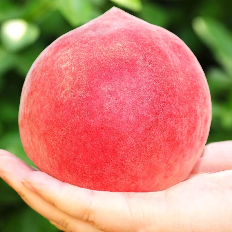 【爆甜】新鲜水蜜桃现摘毛桃爆汁桃子突围春雪非黄桃油桃