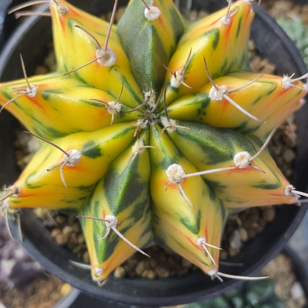 1-243米哈锦7.7厘米