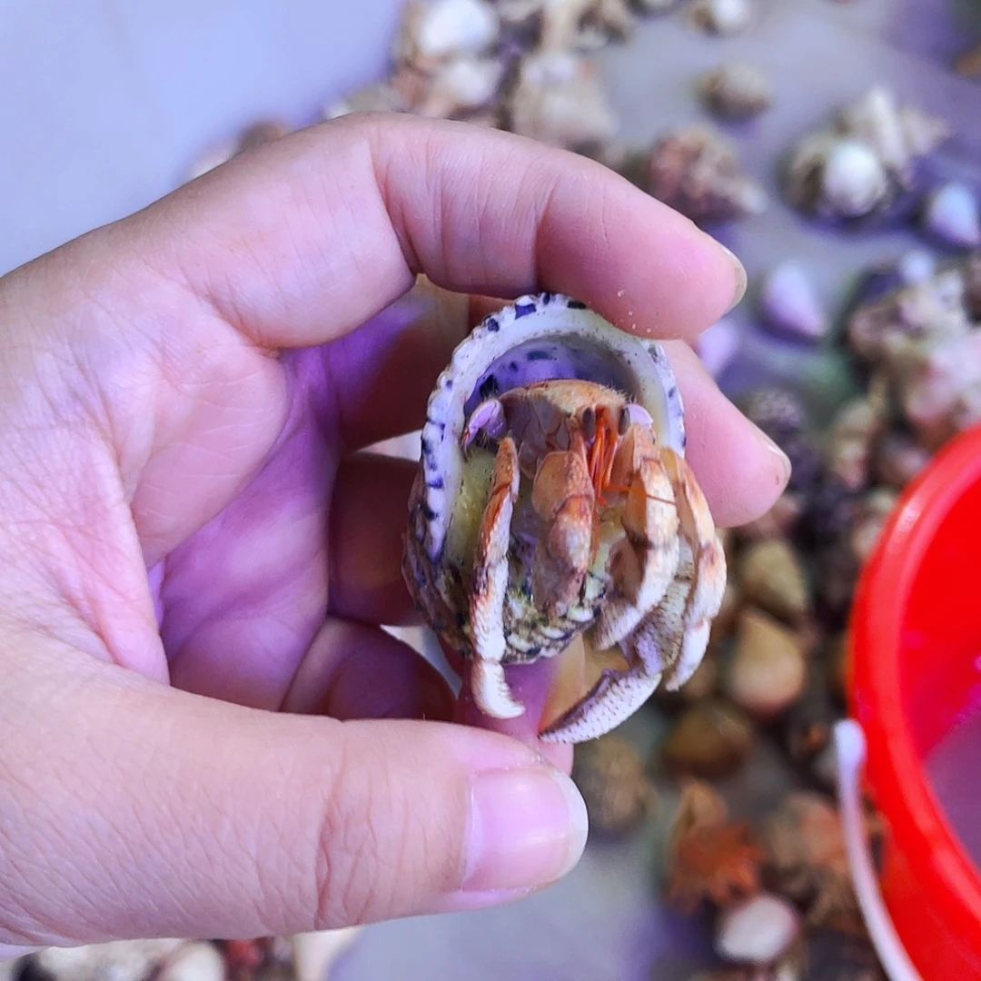 陌派有钳寄居蟹缺腿1.6（268）