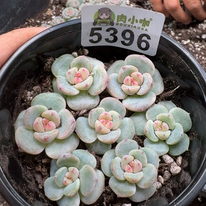 完全开放多肉植物多肉植物