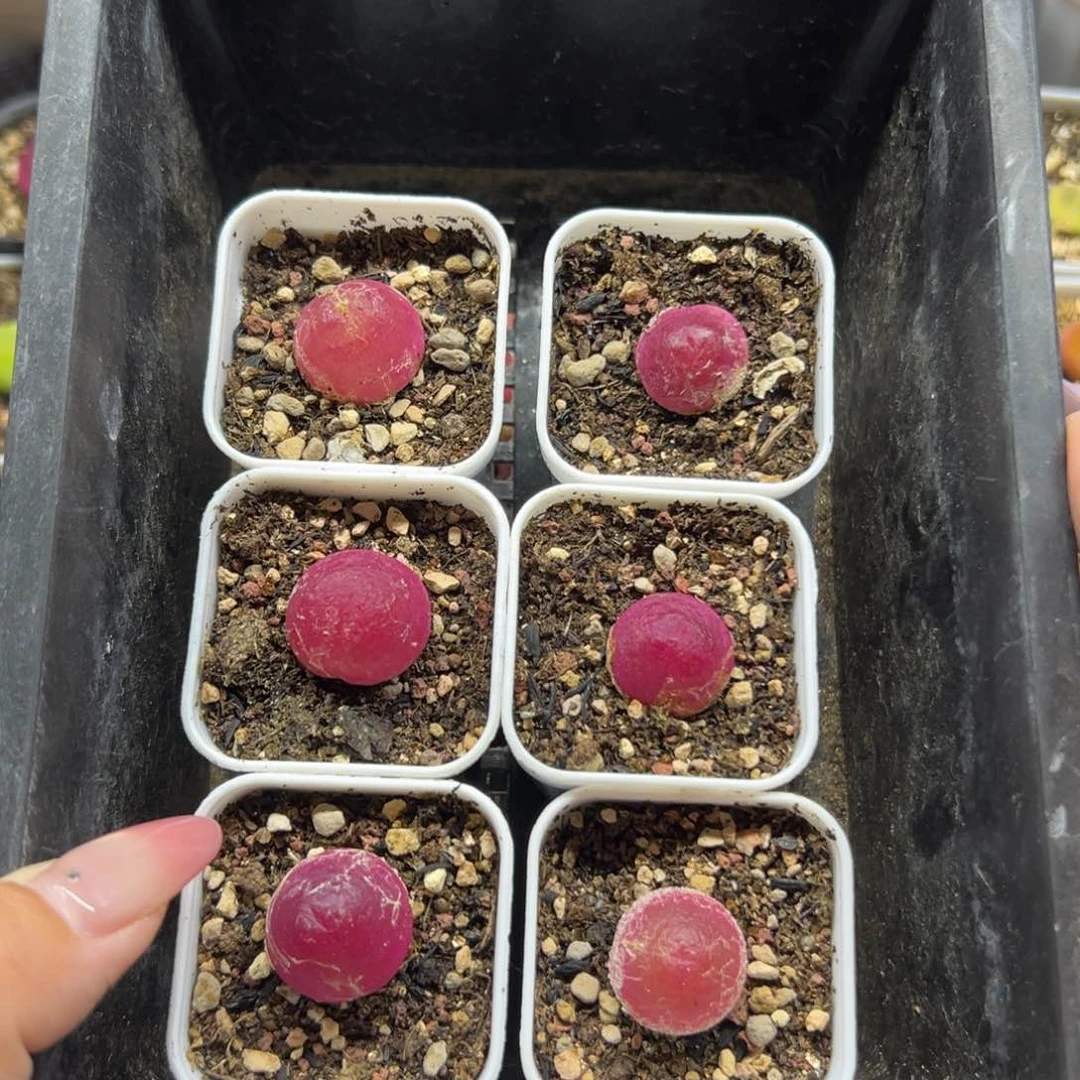 009灯泡六颗带盆土发货