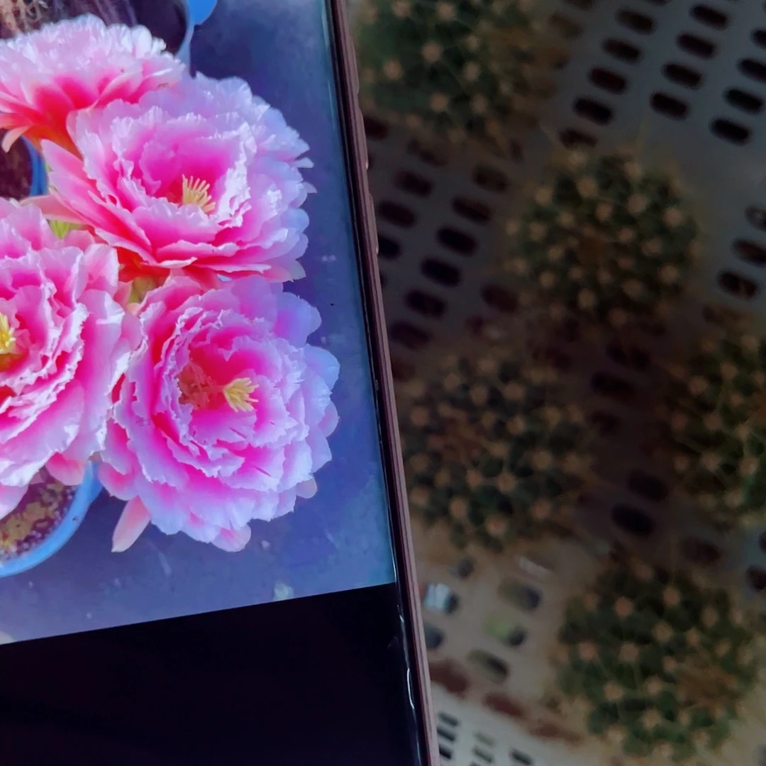 毛花柱大仙女侧芽0000