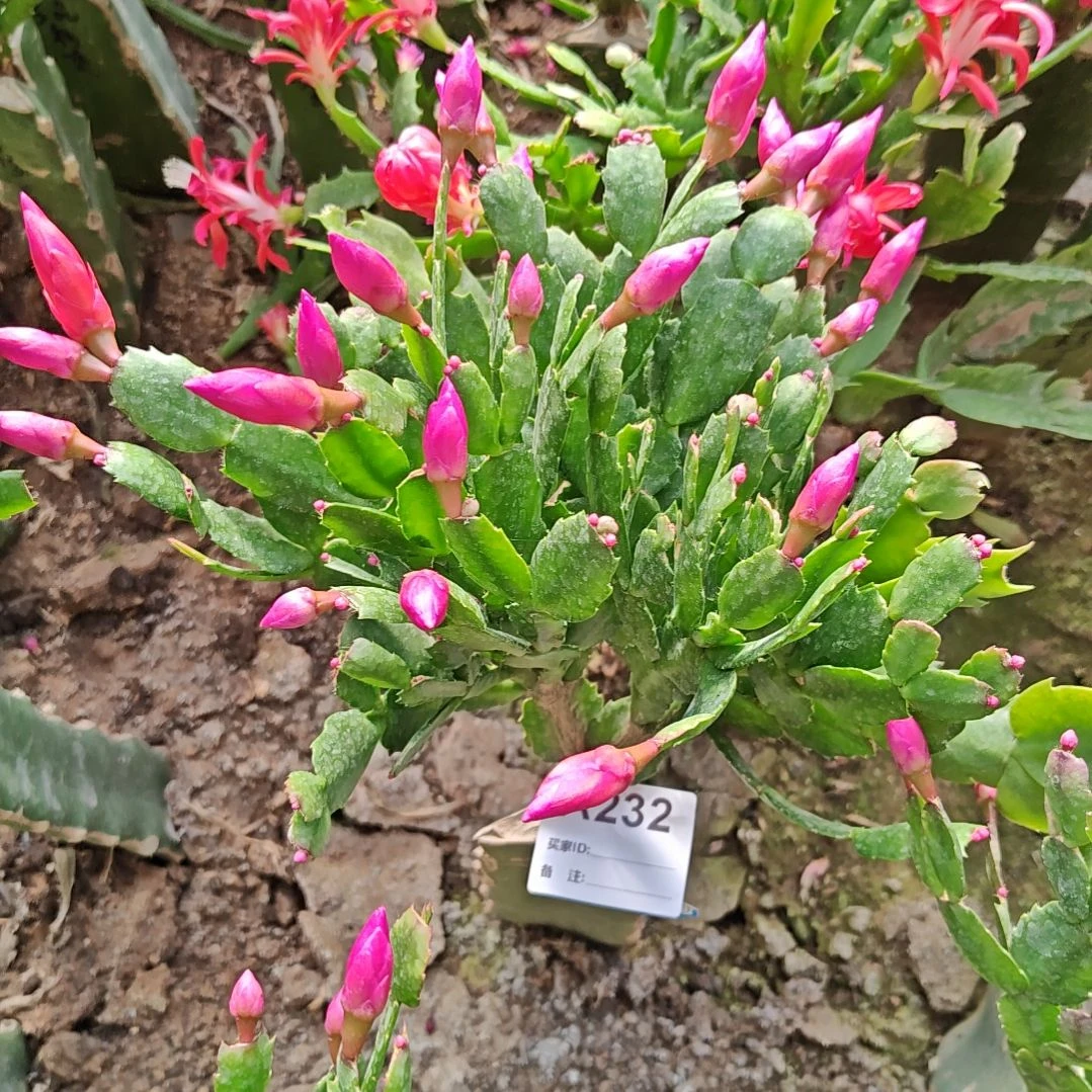 红桑巴脱土脱盆易掉芽232