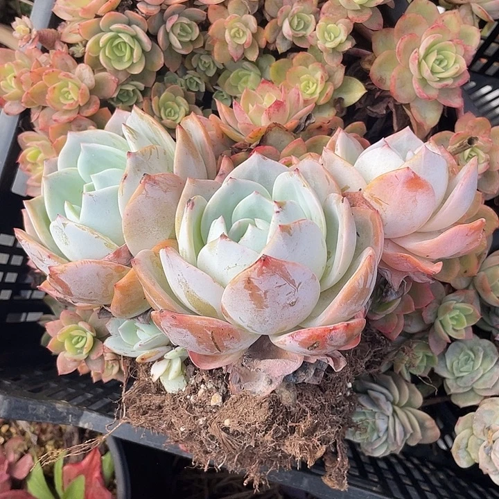 老桩精控凤城3头带三崽22