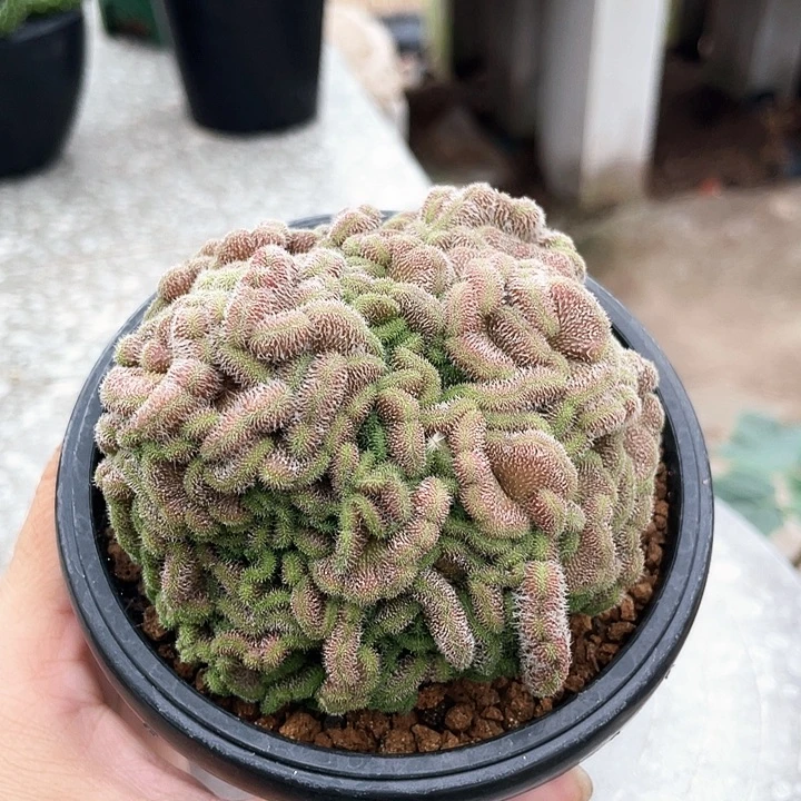 红檀缀666666666666