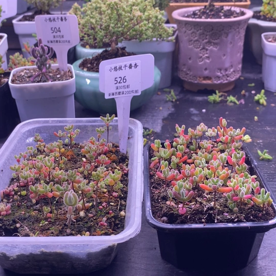 渣****店526两盒切糕。