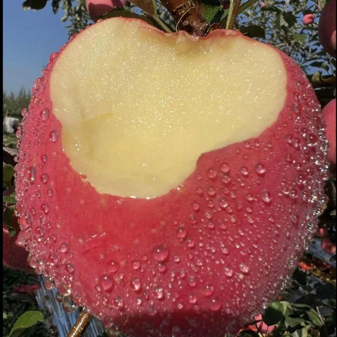 甘肃高原红富士苹果新鲜脆甜多汁冰糖心当季产地直发净2.7/8.5斤