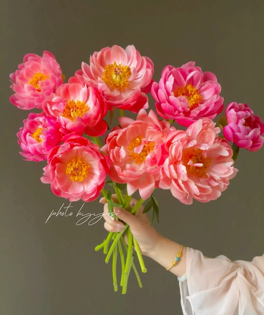 【网红珊瑚】正宗芍药花苗重瓣观赏芍药苗现挖现发菏泽基地直