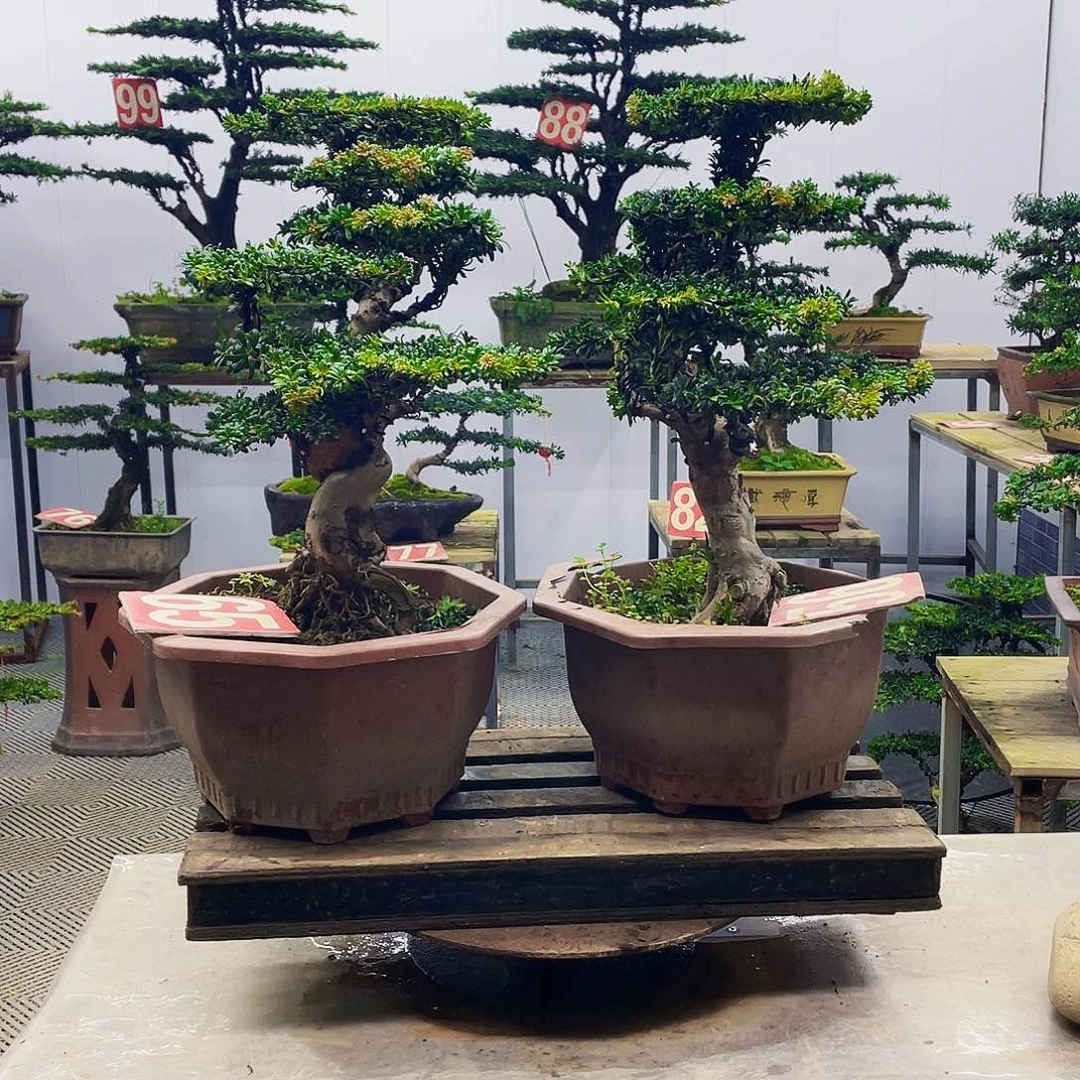 无花朵罗汉松红红芽
