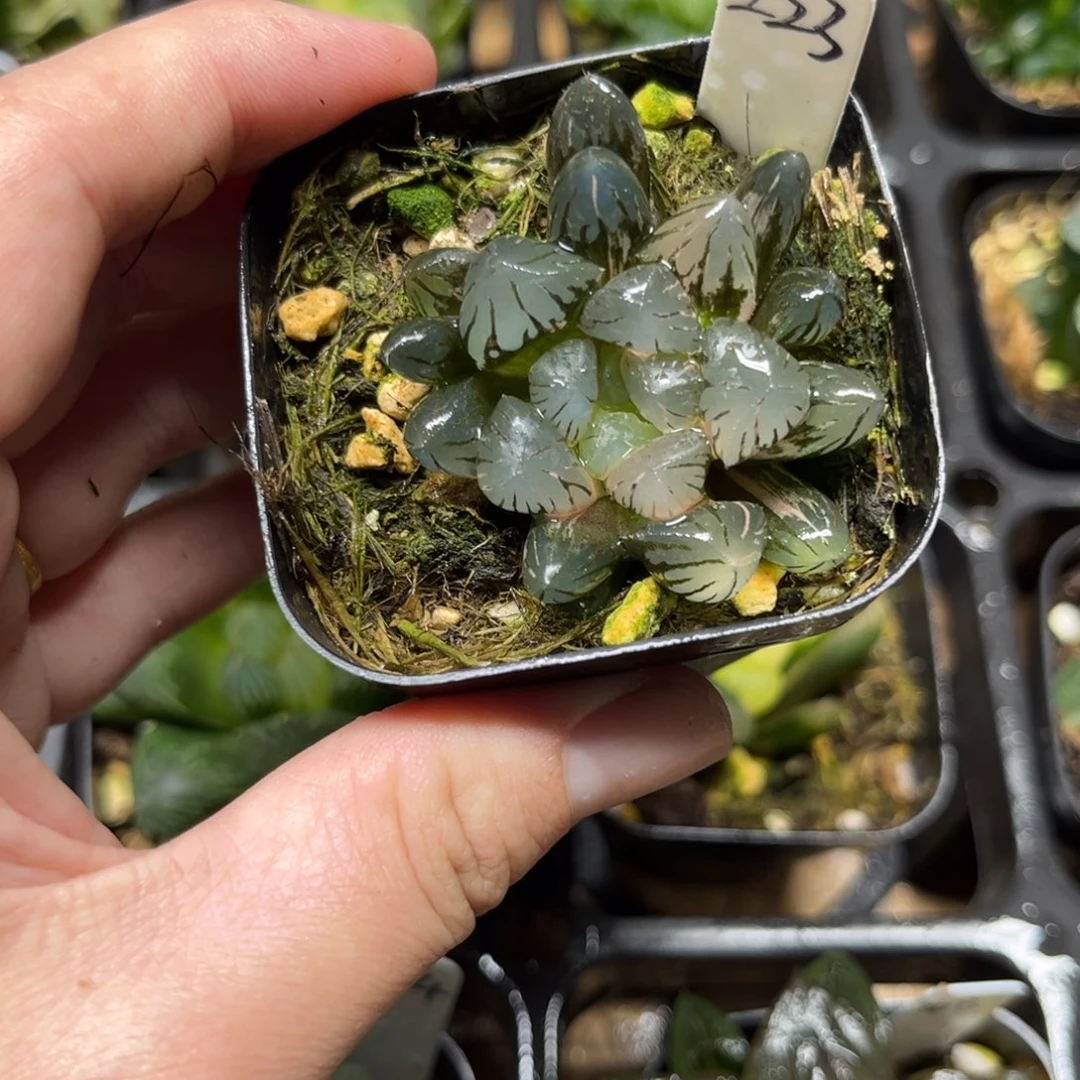 223龙爪玉露锦一物一拍