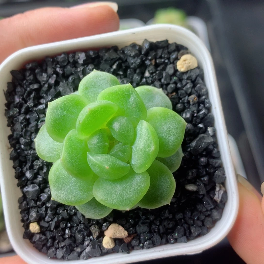 58包邮  群生不包整 27