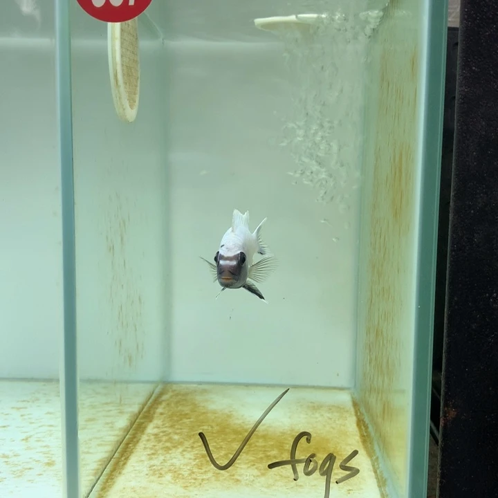 f***s慈鲷鱼387号人工乌鸡