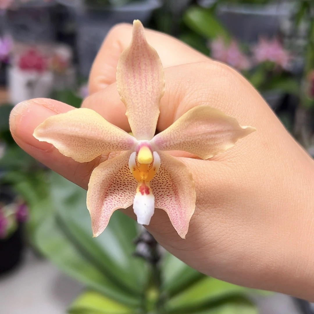 大部分花苞少量开放西交黑曼尼