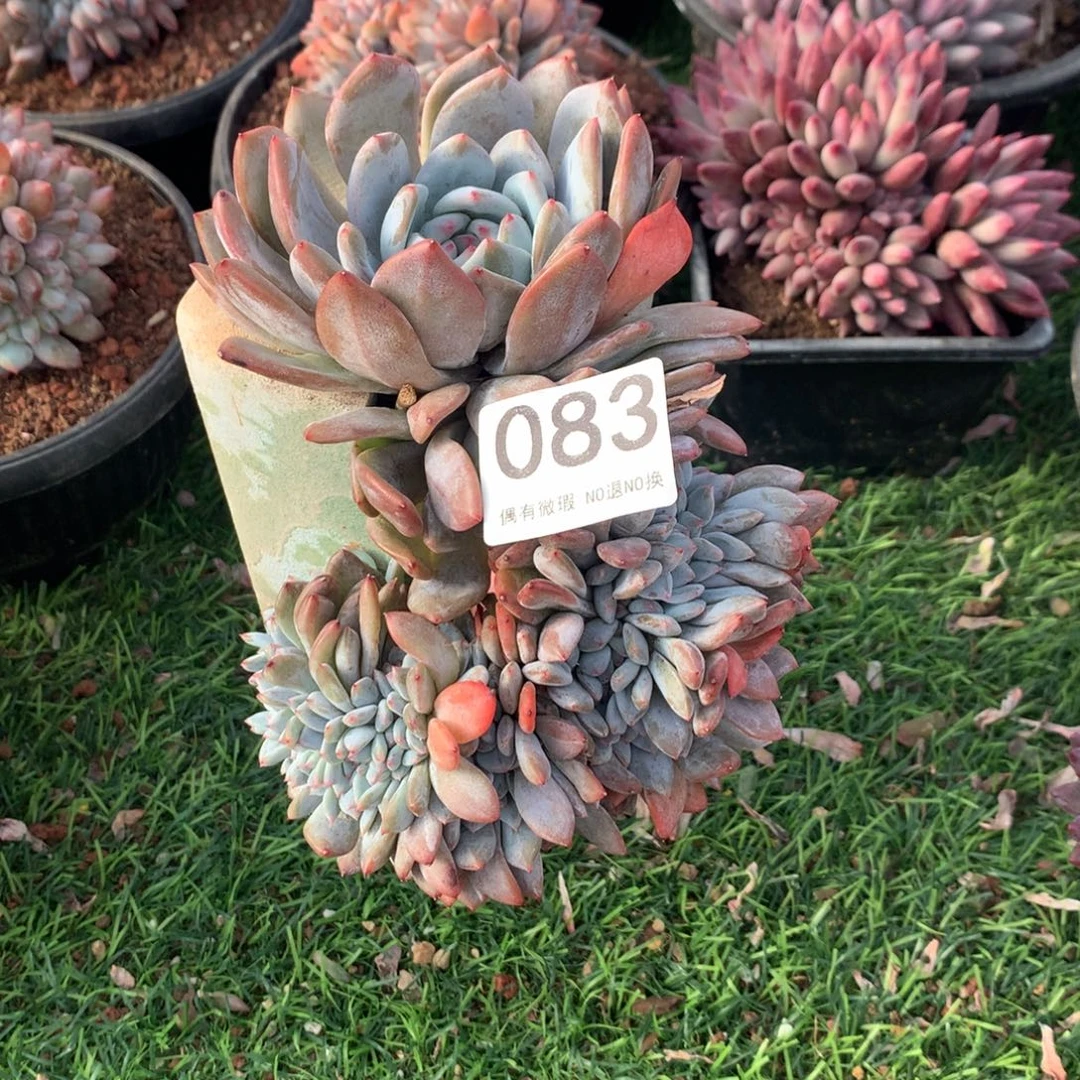083橙子11111111111111