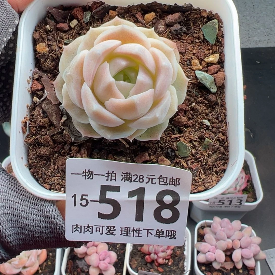 梦幻泡影多肉多肉多肉多肉