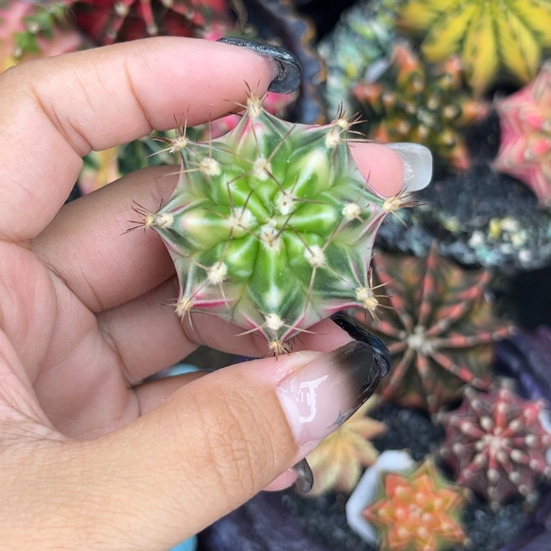 泰系白锦侧牙米哈锦，福利