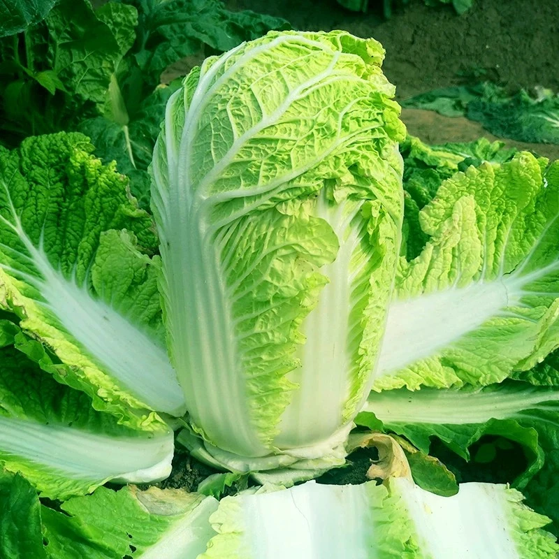 新鲜多叶大白菜2000g