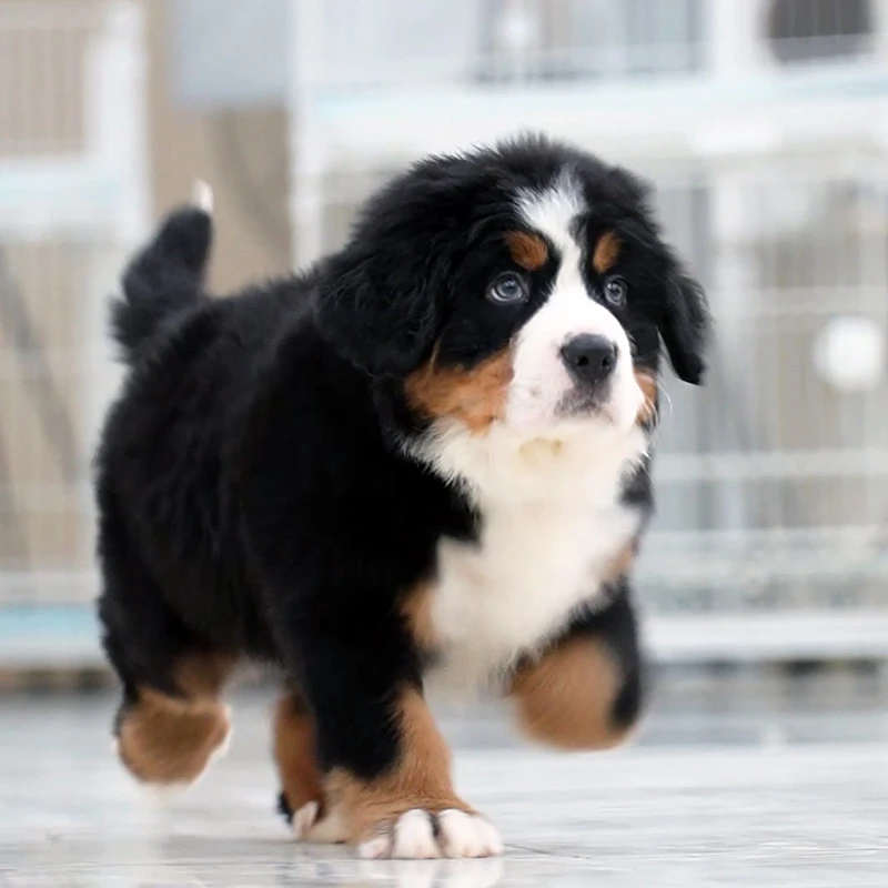 0328拍摄3号伯恩山弟弟小狗宠物狗幼犬①4.3②6.22③7.12